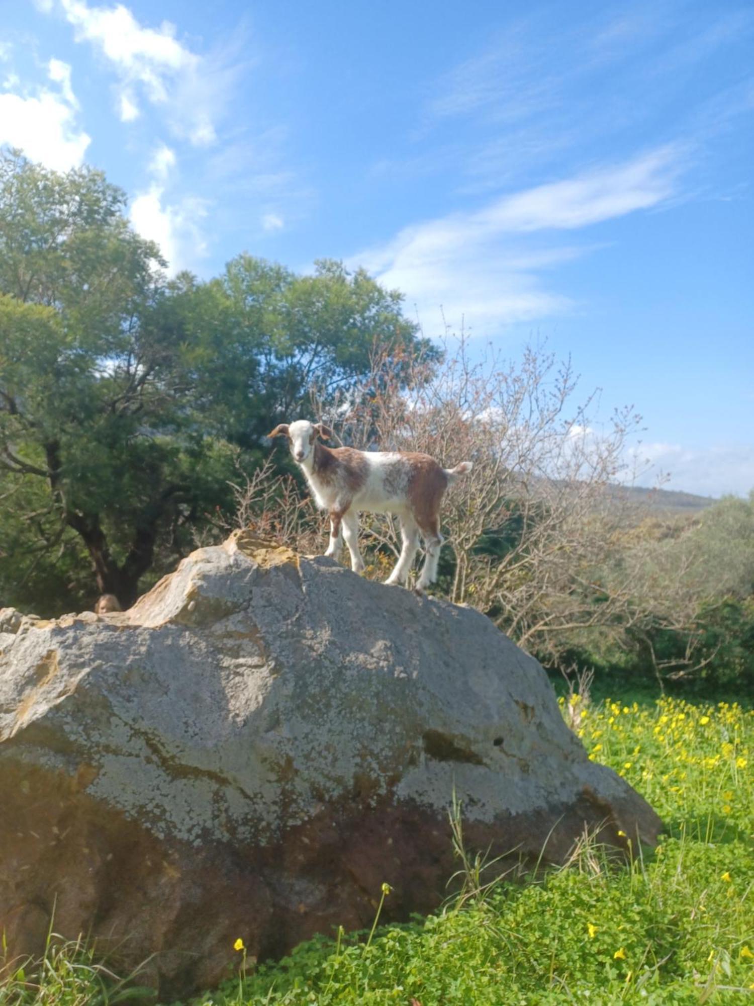فيلا Complejo Rural Del Molino Dorado فاسيناس المظهر الخارجي الصورة