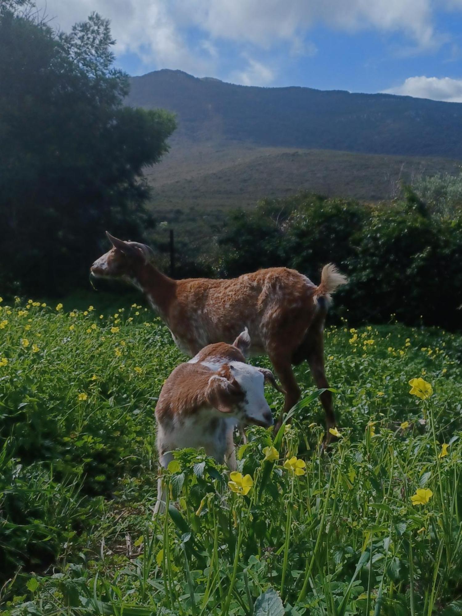 فيلا Complejo Rural Del Molino Dorado فاسيناس المظهر الخارجي الصورة