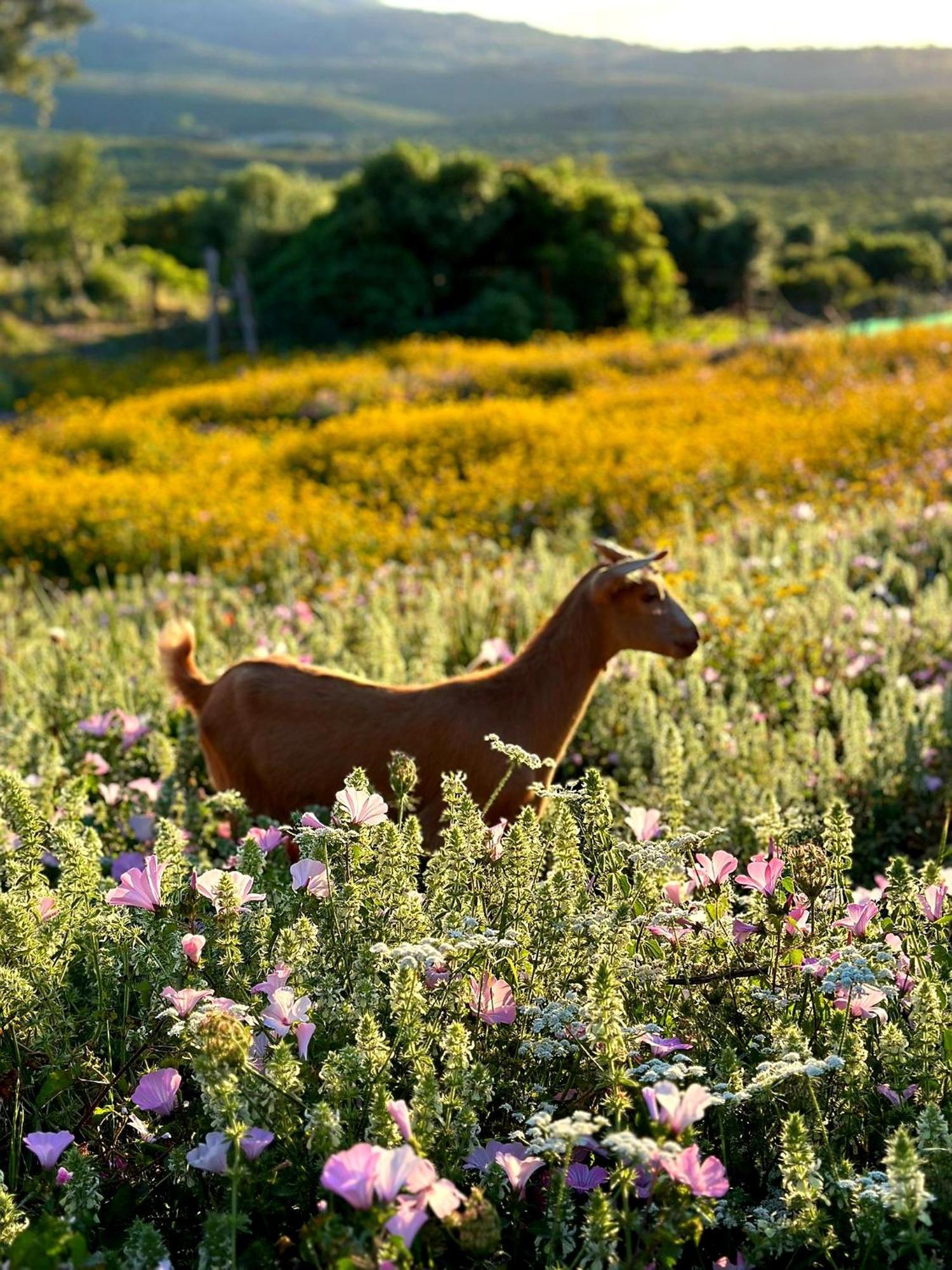 فيلا Complejo Rural Del Molino Dorado فاسيناس المظهر الخارجي الصورة